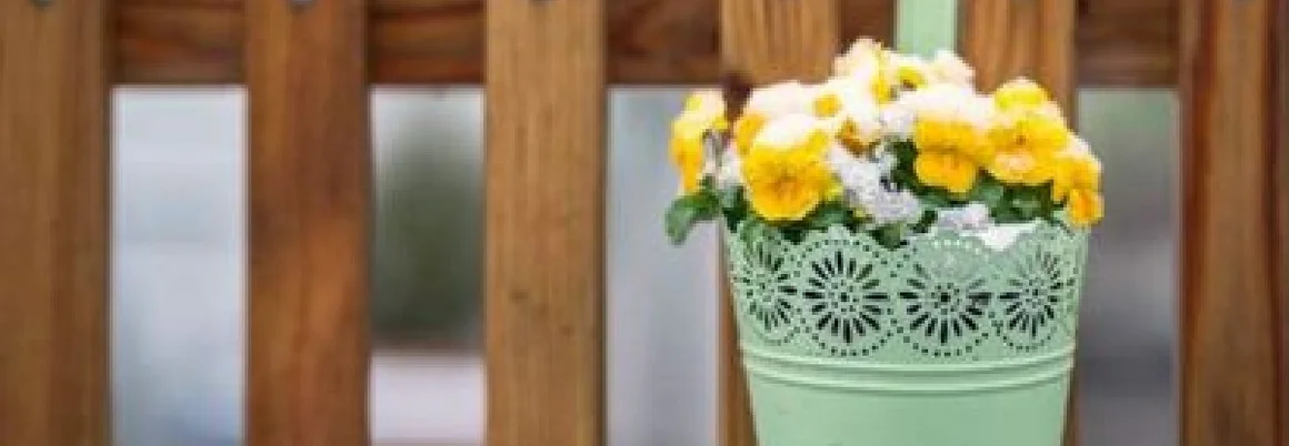 Blumentopf mit Stiefmütterchen